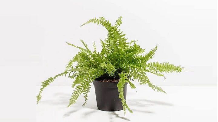 سرخس از گیاهان مقاوم آپارتمانی