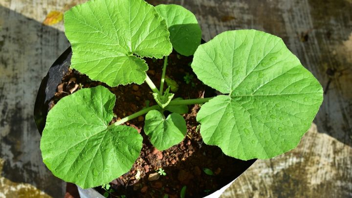 چگونگی کاشت کدوحلوایی در گلدان و باغچه چگونگی کاشت کدو حلوایی در گلدان و باغچه