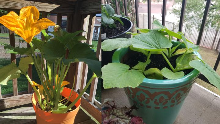 مراحل کاشت کدو تنبل در گلدان مراحل کاشت کدو تنبل در گلدان