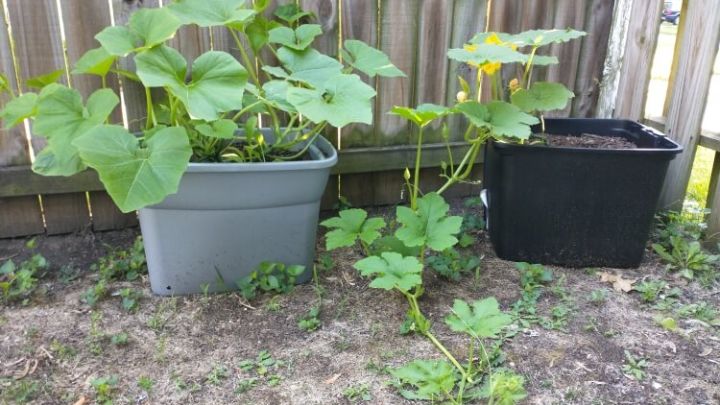 چگونه در گلدان کدو تنبل بکاریم؟ چگونه در گلدان کدو تنبل بکاریم؟