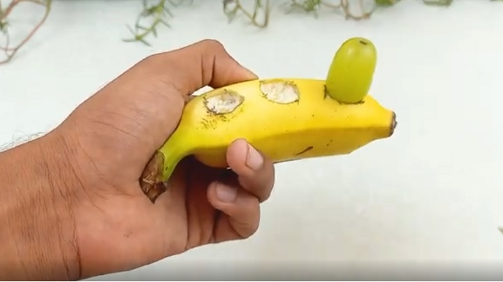 نحوه کاشت و پرورش آسان انگور در گلدان با کمک موز نحوه کاشت و پرورش آسان انگور در گلدان با کمک موز