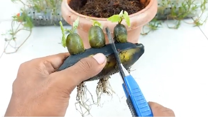 جوانهها را جدا کنید جوانهها را جدا کنید