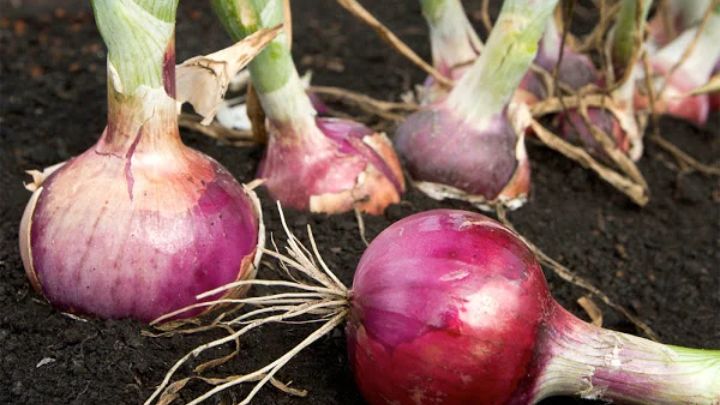 با پیازهای جوانه زده چه کار کنیم؟؛ روش کاشت پیاز جوانه زده در خانه