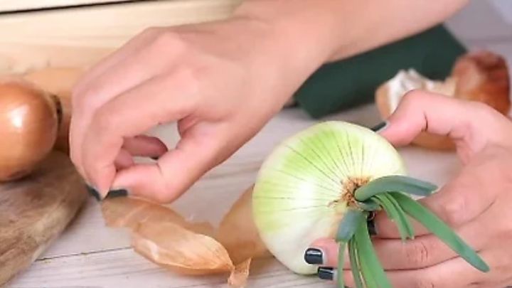  روش کاشت پیاز جوانه زده در خانه