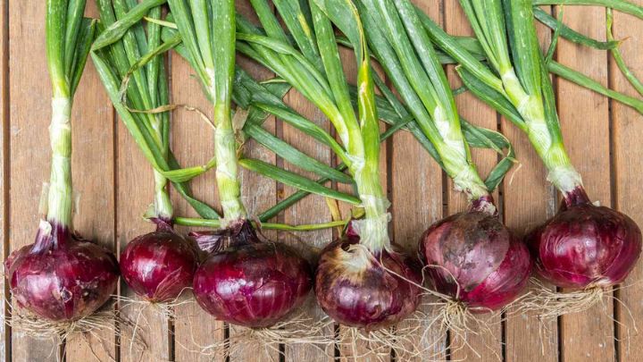 چگونه پیاز جوانه زده را در خانه بکارید و از آن نگهداری کنید