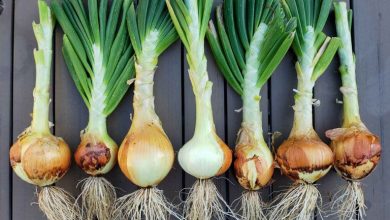 روش کاشت پیاز جوانه زده در خانه؛ محصولی ارگانیک و سالم