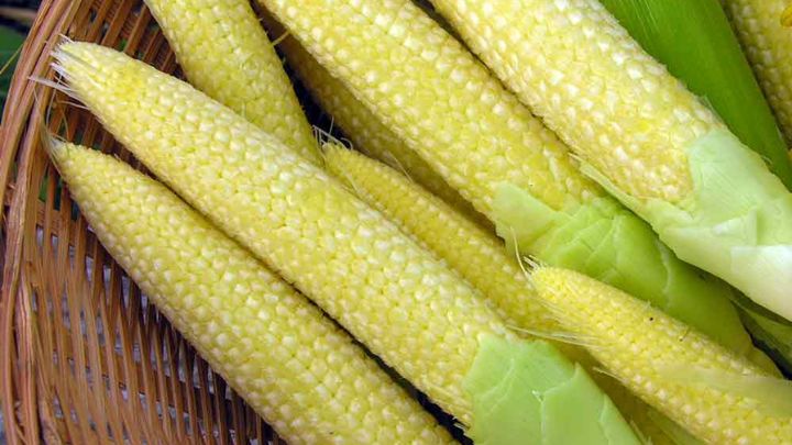 مراحل تهیه شور بچه بلال