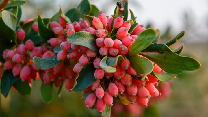 نکات و فوت و فنهای تهیه یک نوشیدنی مغذی با زرشک نکات و فوت و فنهای تهیه یک نوشیدنی مغذی با زرشک