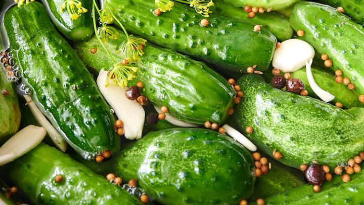 مراحل تهیه خیارشور دبه‌ای 5 و 10 کیلویی