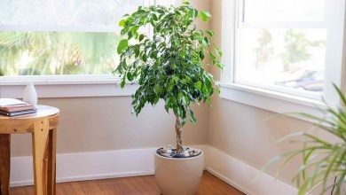 نکات مهم درباره نگهداری از گیاه بنجامین در خانه که باید رعایت کنید