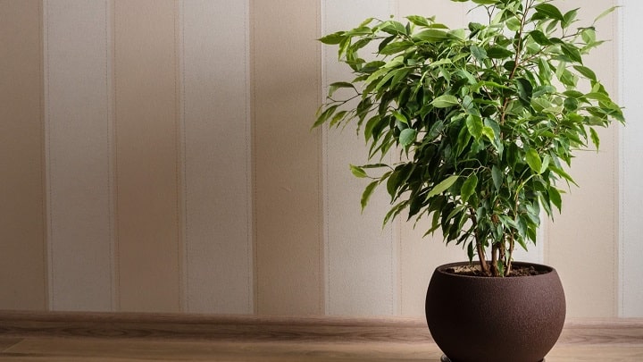 6 نکته مهم درباره نگهداری از گیاه بنجامین در خانه