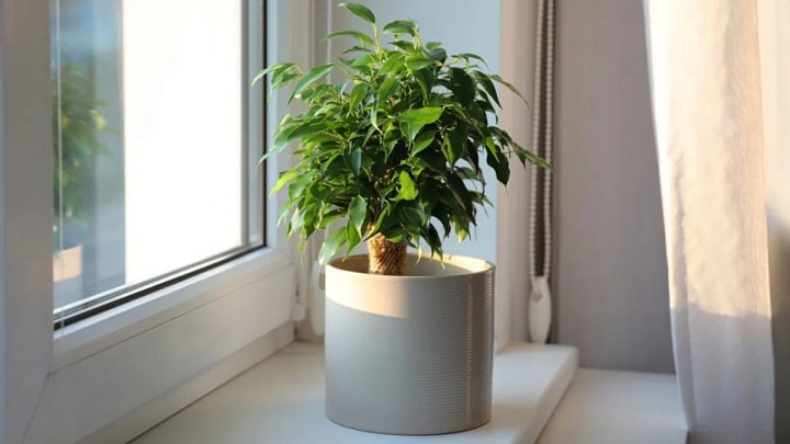 تامین آب مورد نیاز برای نگهداری گیاه بنجامین