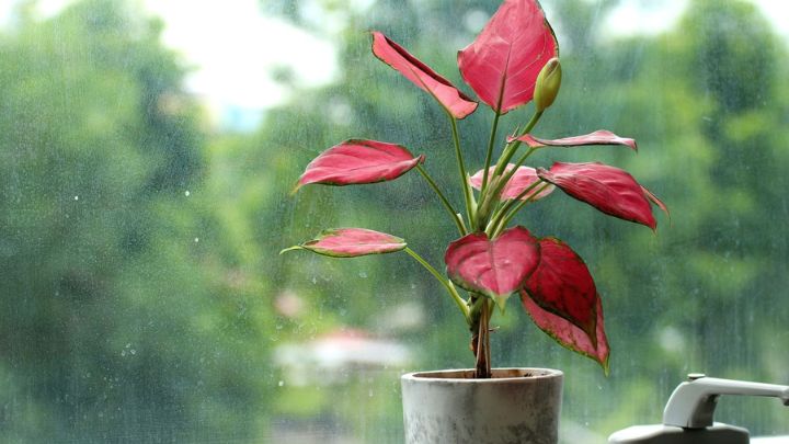 معرفی 15 گیاه آپارتمانی با گل قرمز