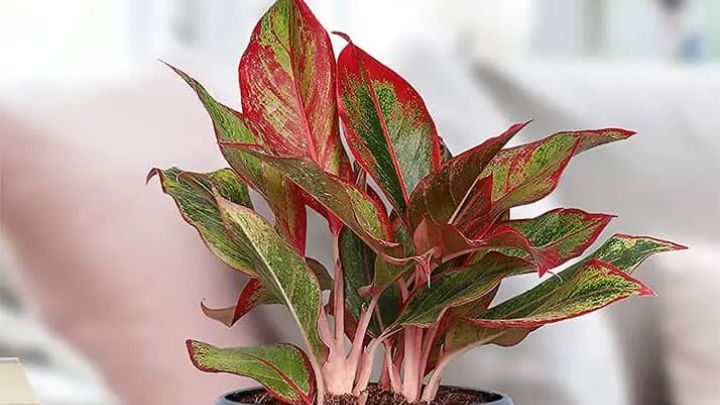 یک باغچه‌ی کوچک و قرمز در خانه: گل‌های قرمز آپارتمانی 