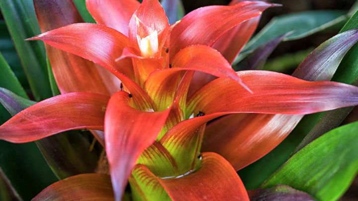 با این گل‌های قرمز، خانه‌تان را منحصر به فرد کنید