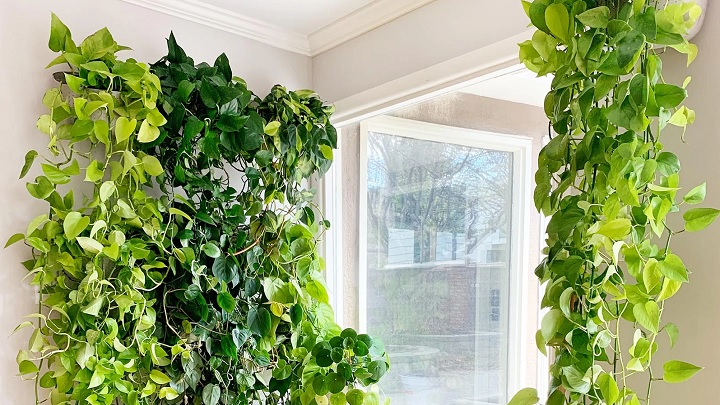 پتوس از محبوبترین گیاهان رونده آپارتمانی پتوس از محبوبترین گیاهان رونده آپارتمانی