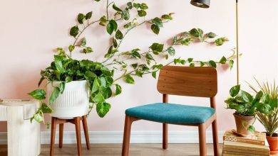گیاهان آپارتمانی پیچکی و رونده؛ برای دیوارها و قفسه‌ها