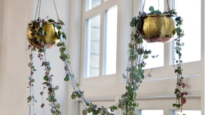 سروپژیا از محبوبترین گیاهان رونده آپارتمانی سروپژیا از محبوبترین گیاهان رونده آپارتمانی