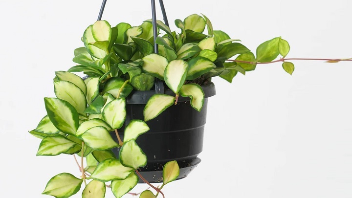 گیاه آپارتمانی هویا کارنوزا گیاه آپارتمانی هویا کارنوزا