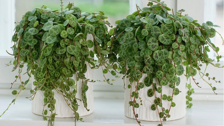 گیاه آپارتمانی پپرومیا پروستراتا گیاه آپارتمانی پپرومیا پروستراتا