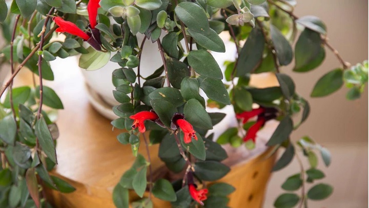 گیاه اسکینانتوس گیاه اسکینانتوس