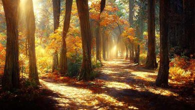 پارک جنگلی جوارم (بهشت سوادکوه) در پاییز