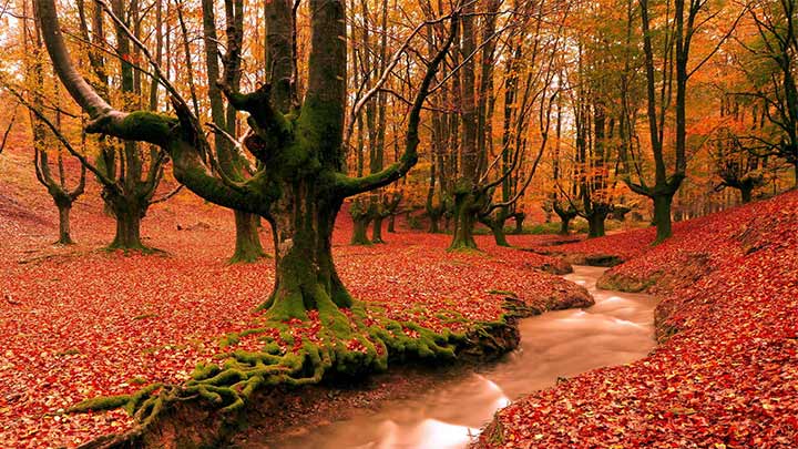 جوارم در چهار فصل؛ کدام فصل را انتخاب میکنید؟ جوارم در چهار فصل؛ کدام فصل را انتخاب میکنید؟