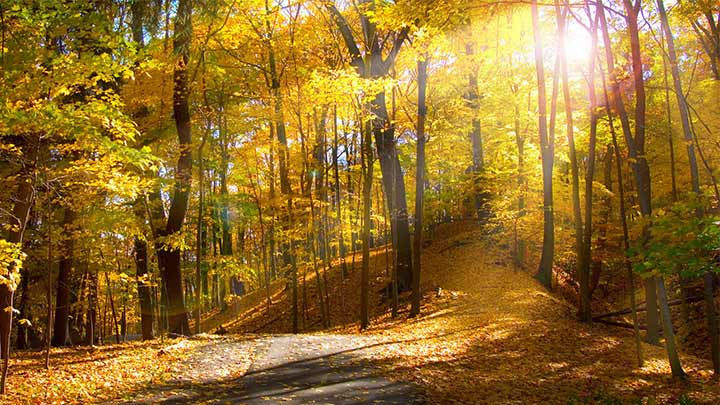 جاذبههای پارک جنگلی جوارم جاذبههای پارک جنگلی جوارم