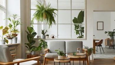 گلهای بزرگ آپارتمانی؛ جانی تازه به دکوراسیون مدرن ببخشید