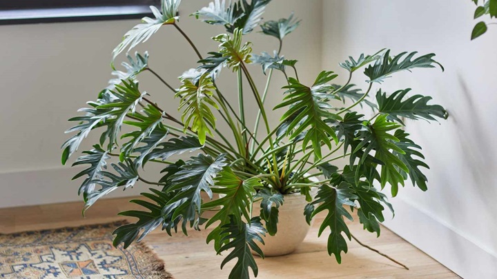 دکوراسیون مدرنتان را با این گلهای باشکوه تکمیل کنید دکوراسیون مدرنتان را با این گلهای باشکوه تکمیل کنید