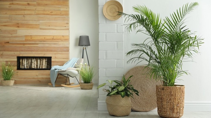 با این گلهای بزرگ، آرامش طبیعت را به خانه بیاورید با این گلهای بزرگ، آرامش طبیعت را به خانه بیاورید