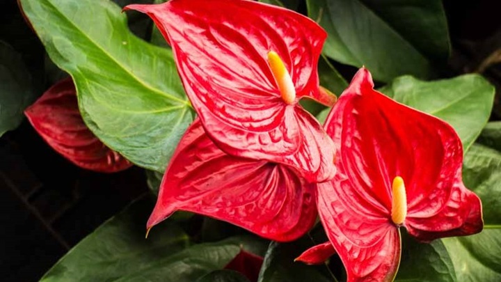 با گلهای بزرگ، خانهتان را به یک بهشت کوچک تبدیل کنید با گلهای بزرگ، خانهتان را به یک بهشت کوچک تبدیل کنید