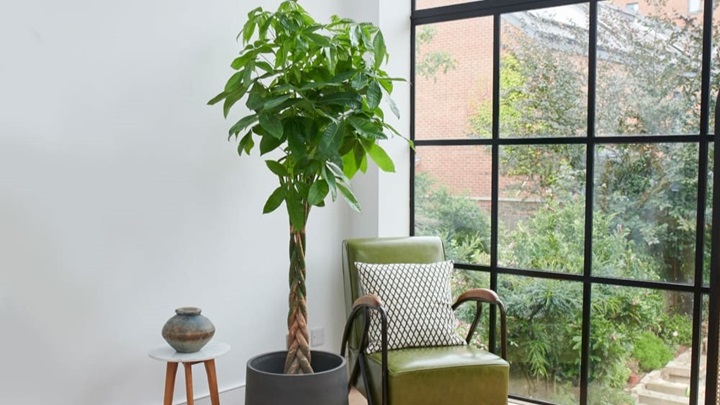 فضایی سرسبز و دلنشین با گل پاچیرا ایجاد کنید فضایی سرسبز و دلنشین با گل پاچیرا ایجاد کنید