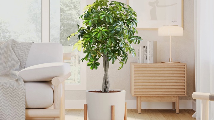 گل آپارتمانی شفلرا گل آپارتمانی شفلرا