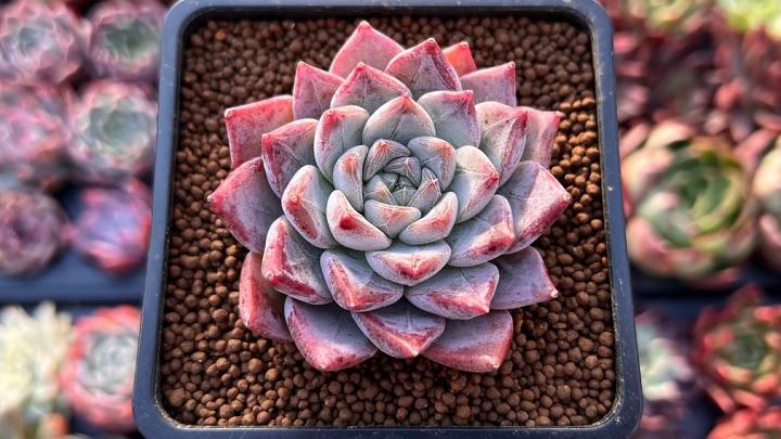 اشوریا از گیاهان آپارتمانی مینیاتوری اشوریا از گیاهان آپارتمانی مینیاتوری