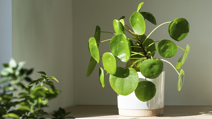 پول چینی از گیاهان آپارتمانی مینیاتوری پول چینی از گیاهان آپارتمانی مینیاتوری