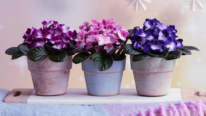بنفشه آفریقایی از گیاهان آپارتمانی مینیاتوری بنفشه آفریقایی از گیاهان آپارتمانی مینیاتوری