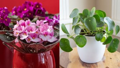 با این 11 گیاه مینیاتوری زیبا خانه کوچک و نقلی خود را زیبا کنید
