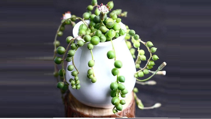 سنسیو از گیاهان آپارتمانی مینیاتوری سنسیو از گیاهان آپارتمانی مینیاتوری