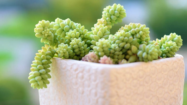 دم الاغی از گیاهان آپارتمانی مینیاتوری دم الاغی از گیاهان آپارتمانی مینیاتوری