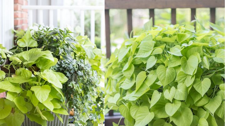 سیبزمینی را سبز کنید و از آن یک گیاه رونده بسازید سیبزمینی را سبز کنید و از آن یک گیاه رونده بسازید