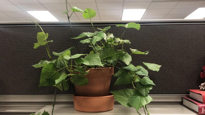 مراحل کاشت و سبز کردن سیب زمینی مراحل کاشت و سبز کردن سیب زمینی