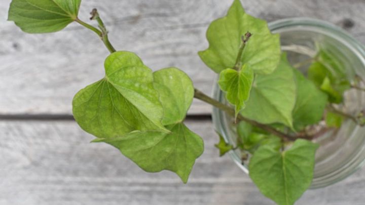 نحوه کاشت سیب زمینی در گلدان نحوه کاشت سیب زمینی در گلدان