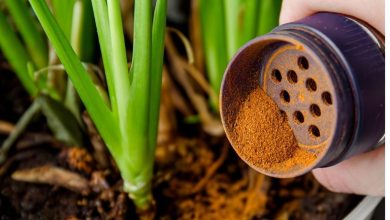 با این ادویه پرخاصیت، گیاهان را ریشه‌زایی و آفت‌زدایی کنید