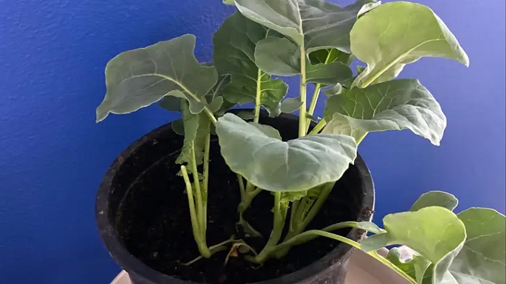 روش مراقبت و میزان آبیاری برای کاشت کلم بروکلی در گلدان روش مراقبت و میزان آبیاری برای کاشت کلم بروکلی در گلدان