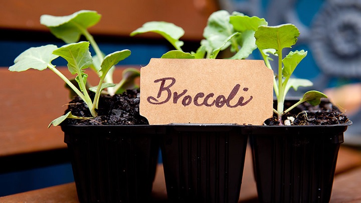 چگونه بروکلی را در گلدان بکاریم؟ چگونه بروکلی را در گلدان بکاریم؟