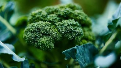 از بذر تا برداشت: کاشت کلم بروکلی در گلدان + نکات مراقبتی