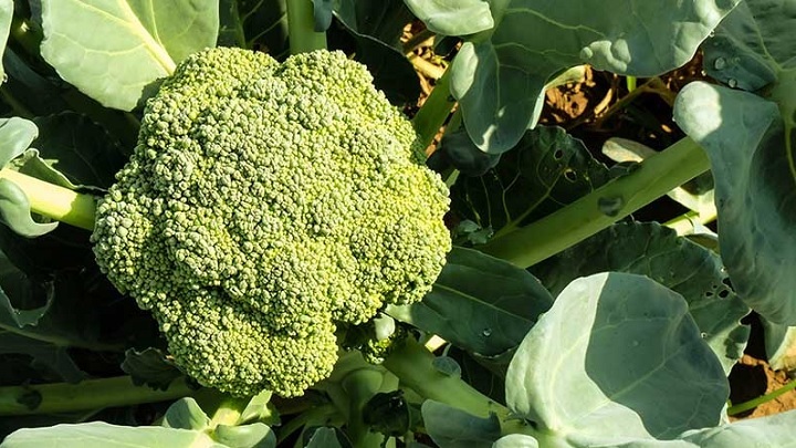 نکاتی که باید برای کاشت کلم بروکلی در گلدان بدانید نکاتی که باید برای کاشت کلم بروکلی در گلدان بدانید