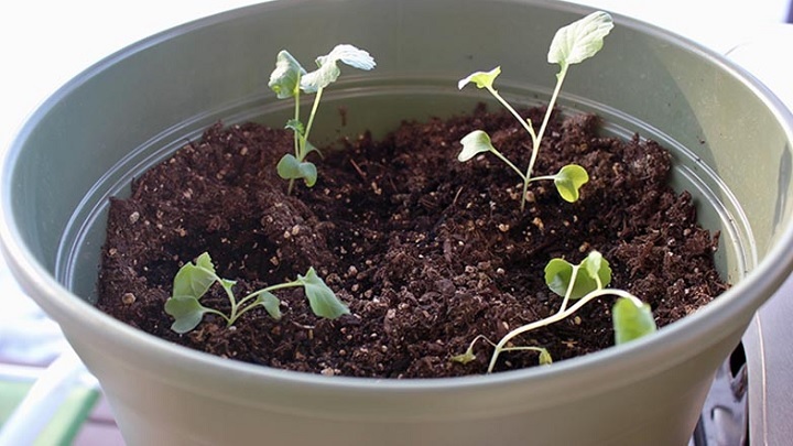 آموزش کاشت کلم بروکلی در گلدان آموزش کاشت کلم بروکلی در گلدان