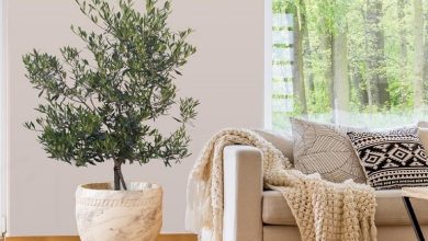 راز کاشت هسته زیتون در گلدان؛ باغچهای سبز در خانه